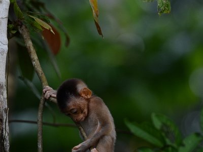 Pig tailed macaque (7)